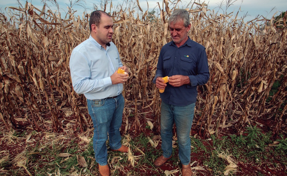 Engenheiro agrônomo Douglas Galmacci Cardoso com o cooperado Osmar Alves da Silva, em meio à lavoura de milho