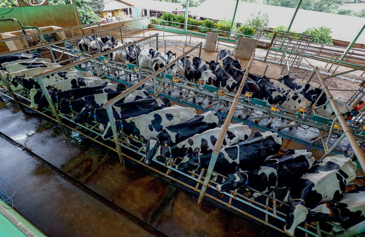 Sistema da Estância Aracaju é intensivo, com o rebanho mantido em confinamento em um compost barn projetado para 200 animais