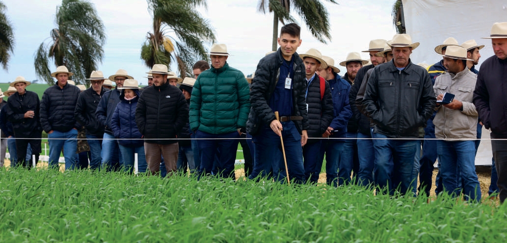 Cooperados acompanham estação técnica sobre trigo na Fazenda Experimental