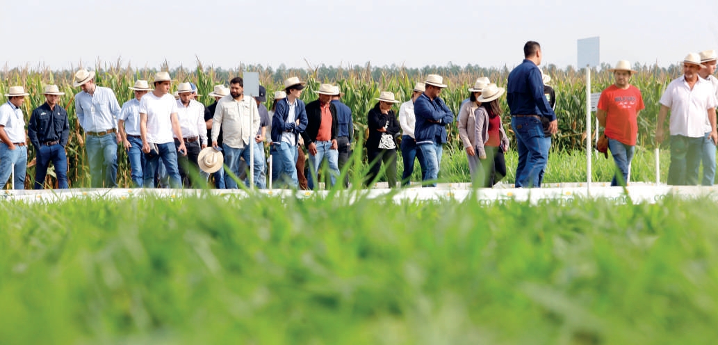 Grupo de cooperados e técnicos acompanha demonstração em lavoura de milho na Fazenda Experimental