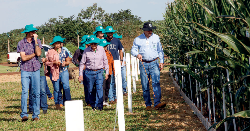 Cooperados observando experimentos de campo sobre nitrogênio