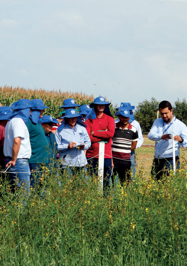 Técnicos analisando nematoides no campo