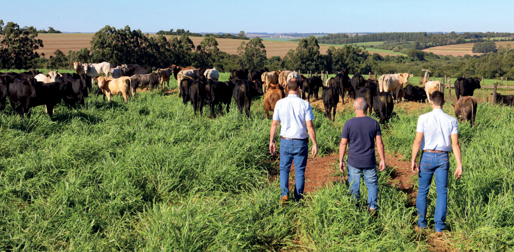 Vista da integração lavoura-pecuária na Fazenda Experimental