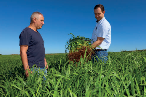 Cooperado e o engenheiro agrônomo, Edenei Swartz, acompanham as raízes no solo