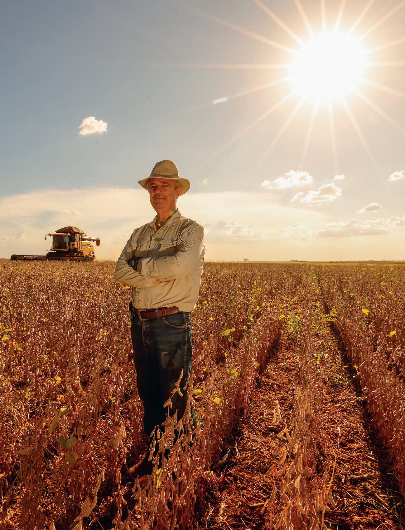 Campo de soja pronto para colheita com c&eacute;u azul