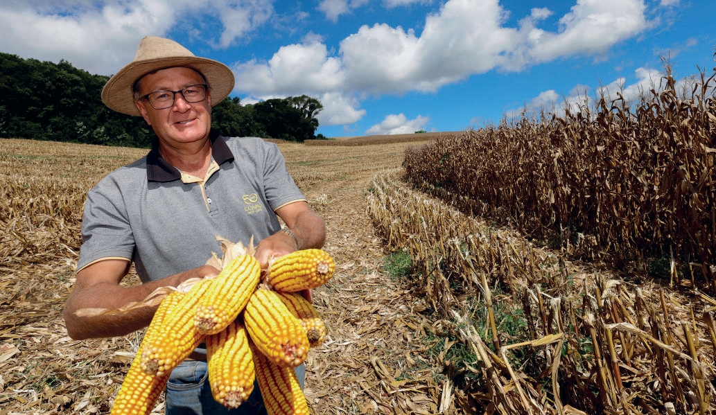 Cooperado Alsir Antonio Bareta segurando espigas de milho na lavoura