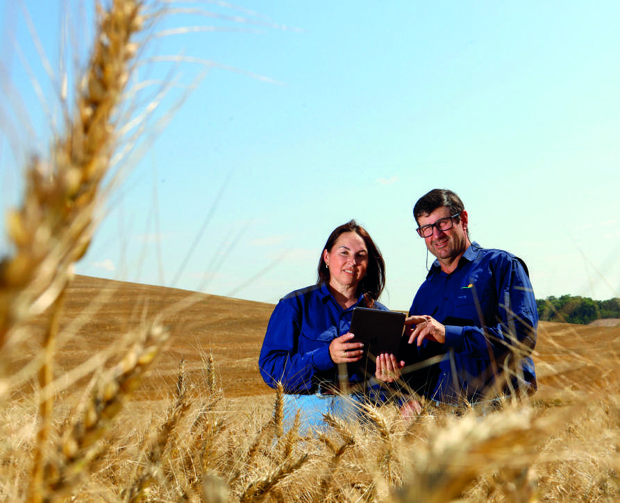Duas pessoas, um homem e uma mulher, em um campo de trigo, olhando para um dispositivo digital.