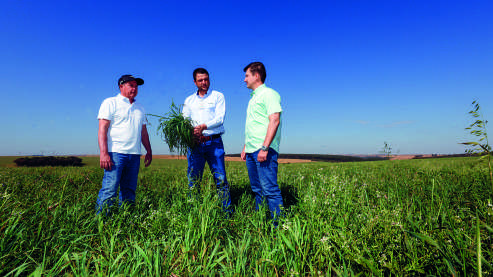 Tr&ecirc;s homens no campo analisam uma planta&ccedil;&atilde;o