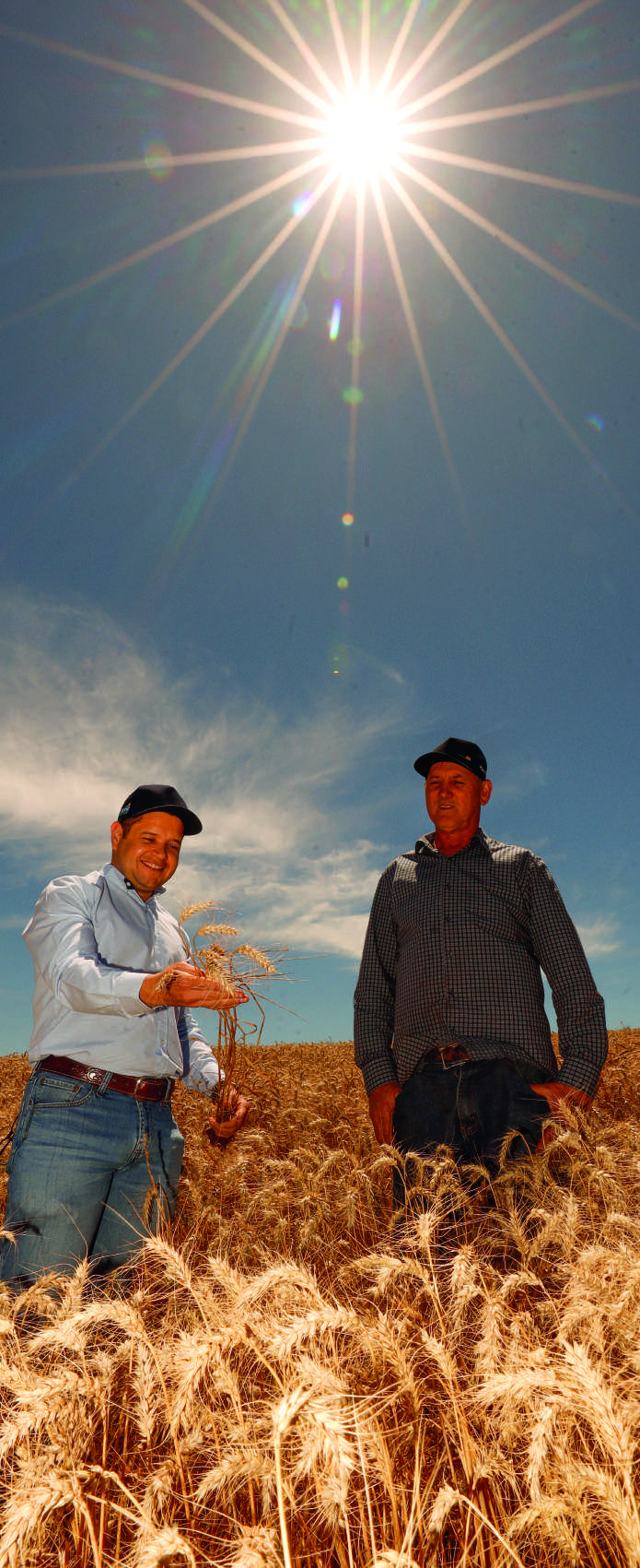 Engenheiro agr&ocirc;nomo e cooperado em campo de trigo