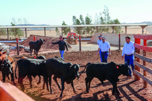 Demonstra&ccedil;&atilde;o pr&aacute;tica de manejo de gado em um curral.